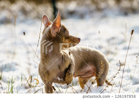 Little dog on snow Little dog on snow 126197858