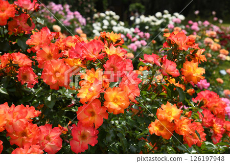 橘子玫瑰花花公子 126197948