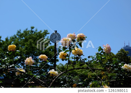 Stroll around Hongo 126198011