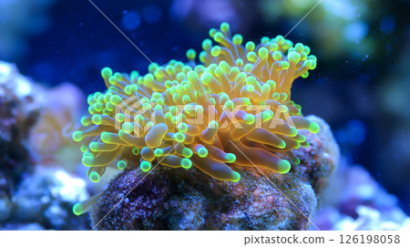 Colorful coral reef structure under the sea 126198058