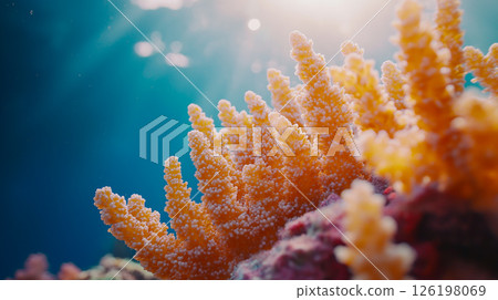 Vibrant coral formations thrive beneath the waves in a sunlit underwater paradise 126198069