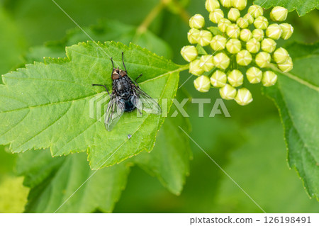Green leaf with a housefly resting next to cluster of yellow flower buds. Top view. Close up. Green leaf with a housefly resting next to cluster of yellow flower buds. Top view. Close up. 126198491