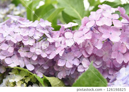 淡紫色和粉紅色的新鮮繡球花，帶有雨滴 126198825