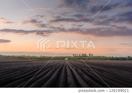Agricultural field with plowed rows for spring potatoes 126199021
