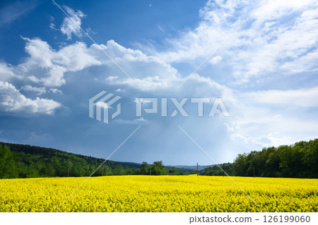 Incredible summer landscape with blooming yellow rape field Incredible summer landscape with blooming yellow rape field 126199060