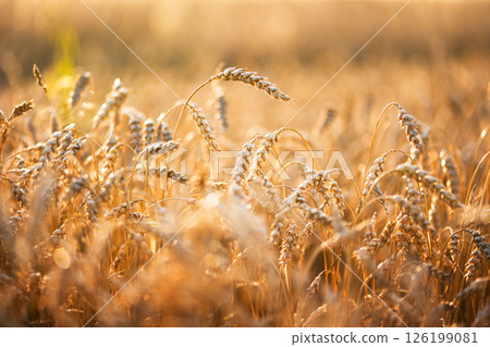 Wheat ears glowing under golden sunset light on a dry farmland field 126199081