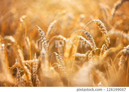 Wheat ears glowing under golden sunset light on a dry farmland field 126199087