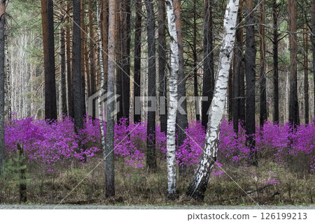Beautiful spring landscape with pink flowers of Daurian Rhododendron in the forest and pine trees Beautiful spring landscape with pink flowers of Daurian Rhododendron in the forest and pine trees 126199213