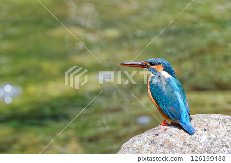 一隻雌翠鳥凝視著河流 126199488