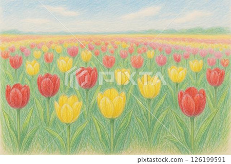 Tulip field 126199591