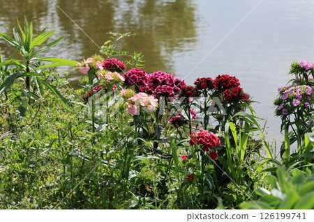 Flowers and ponds Flowers and ponds 126199741