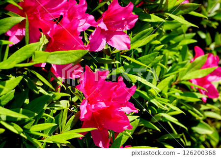 Purple emperor Azalea 126200368