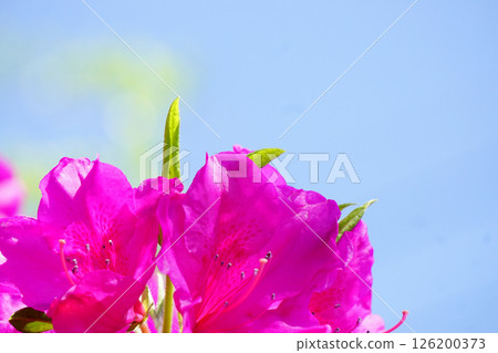 Great purple azalea 126200373