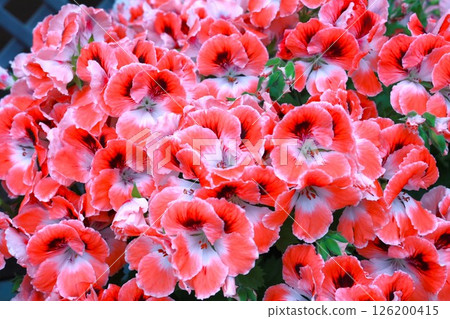 Brightly colored pelargonium Brightly colored pelargonium 126200415