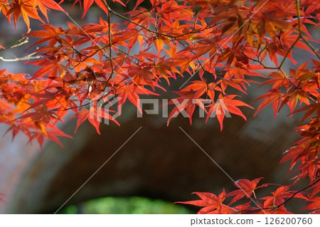 春天的楓葉水路閣 126200760