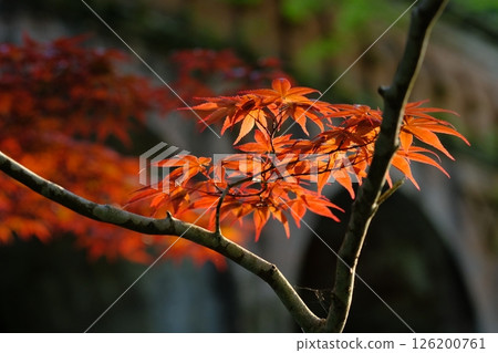 Spring maple leaves at Suirokaku 126200761