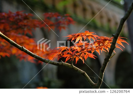 春天的楓葉水路閣 春天的楓葉水路閣 126200764