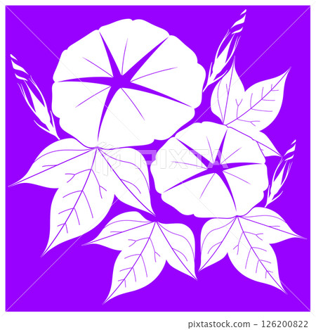 Morning glory illustration 126200822