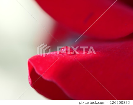 紅葉上的水珠 紅葉上的水珠 126200823