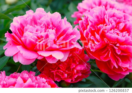 Pretty Peony Pretty Peony 126200837