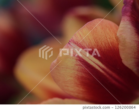 陽光明媚的五月天，美麗的鬱金香花盛開 126200864