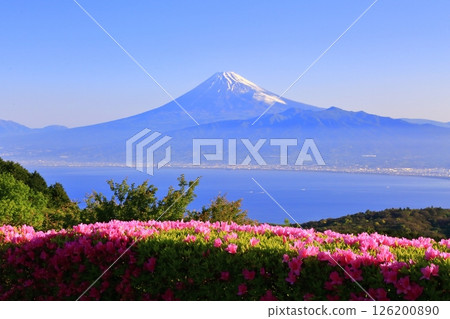 Gazing at Mt. Fuji beyond the blue Suruga Bay with its blooming azaleas 126200890