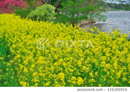 春天的木崎湖：湖畔油菜花、桃花盛開 126200919