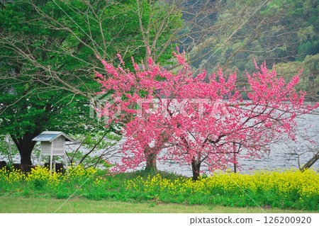 Lake Kizaki in spring: rape blossoms and peach blossoms blooming on the lakeside 126200920