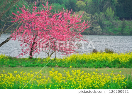 春天的木崎湖：湖畔油菜花、桃花盛開 126200921