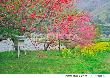 Lake Kizaki in spring: rape blossoms and peach blossoms blooming on the lakeside 126200922