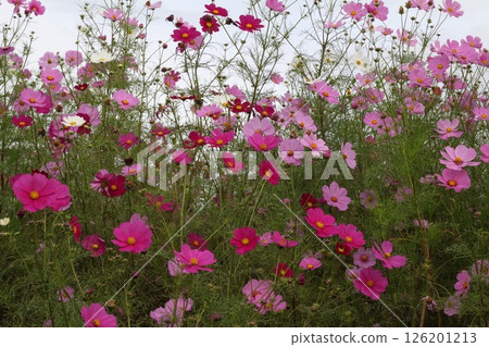 White flowers in a cosmos field 126201213