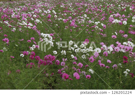 秋季盛開的粉紅波斯菊 126201224