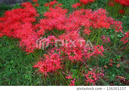 紅蜘蛛百合 126201237