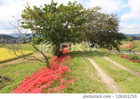 Higanki flowers and country scenery 126201250