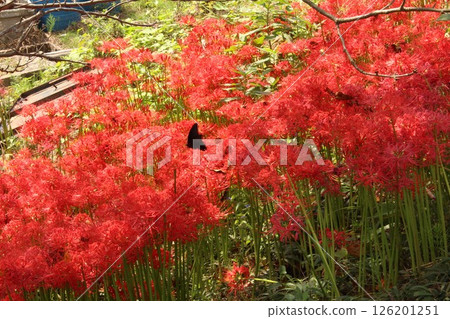 Higanki flower and black butterfly 126201251