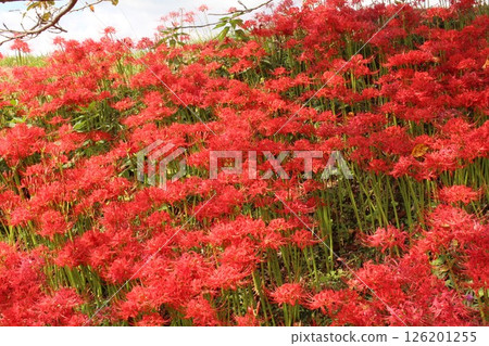 群集孤挺花 群集孤挺花 126201255