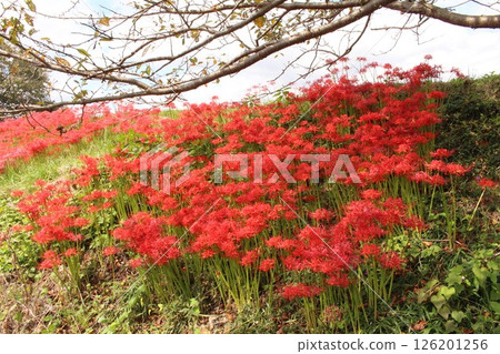 cluster spider lilies growing in clusters cluster spider lilies growing in clusters 126201256