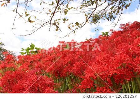 Bright red spider lilies shining against the sky Bright red spider lilies shining against the sky 126201257