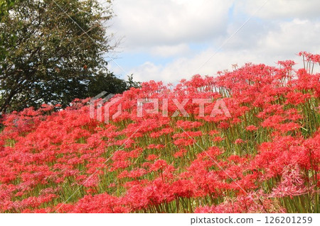 在藍天中閃耀的簇狀孤挺花 在藍天中閃耀的簇狀孤挺花 126201259