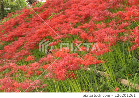 簇生蜘蛛百合 126201261