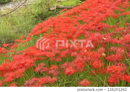 簇生蜘蛛百合 126201262