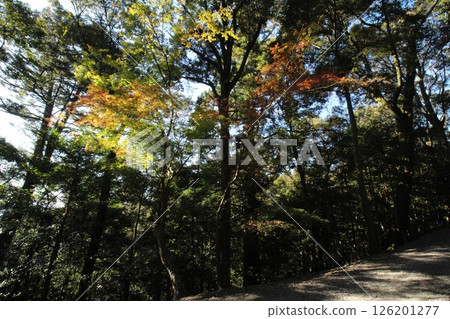 A landscape dyed with autumn leaves A landscape dyed with autumn leaves 126201277