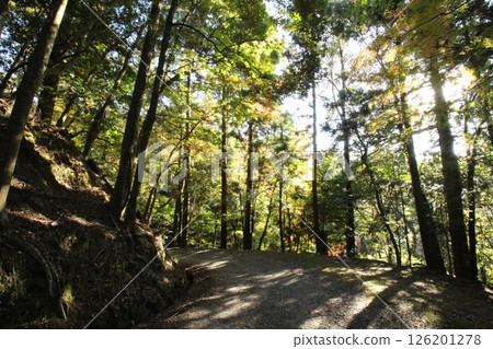 Road in the forest where sunlight shines through Road in the forest where sunlight shines through 126201278