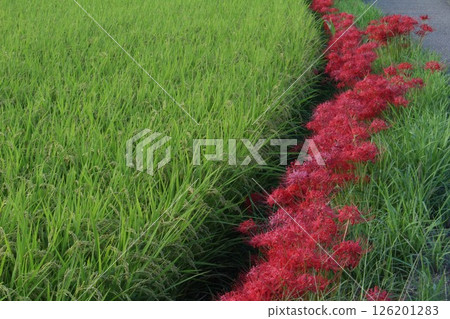 A cluster amaryllis that blooms at the ridges of rice fields 126201283