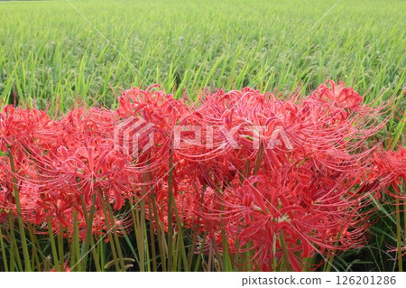 A cluster amaryllis that blooms at the ridges of rice fields A cluster amaryllis that blooms at the ridges of rice fields 126201286