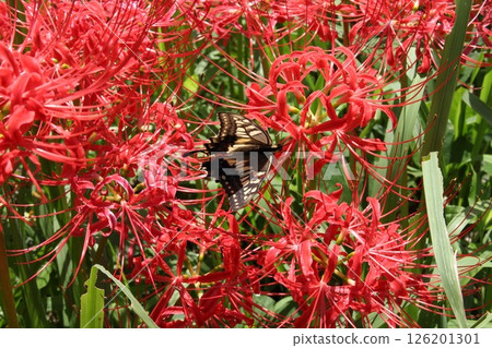 Higanki花和swallowtail蝴蝶 Higanki花和swallowtail蝴蝶 126201301