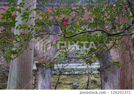 Camellia flowers and Suirokaku Camellia flowers and Suirokaku 126201372