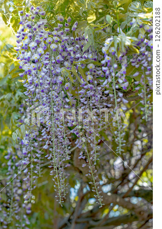 Flowers around the house, various in the four seasons. In spring, around the time of Yayoi, purple flowers are blooming on top of each other on the wisteria trellis at Yamadera. Flowers around the house, various in the four seasons. In spring, around the time of Yayoi, purple flowers are blooming on top of each other on the wisteria trellis at Yamadera. 126202188