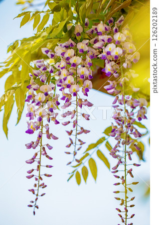 Flowers around the house, various in the four seasons. In spring, around the time of Yayoi, purple flowers are blooming on top of each other on the wisteria trellis at Yamadera. Flowers around the house, various in the four seasons. In spring, around the time of Yayoi, purple flowers are blooming on top of each other on the wisteria trellis at Yamadera. 126202189