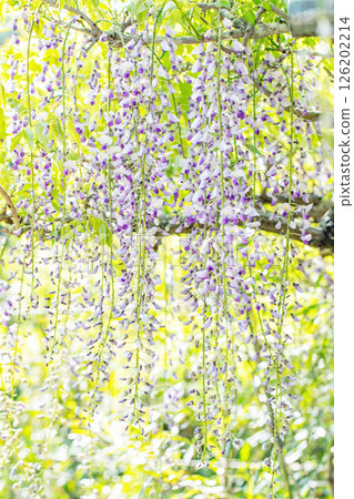 Flowers around the house, various in the four seasons. In spring, around the time of Yayoi, purple flowers are blooming on top of each other on the wisteria trellis at Yamadera. Flowers around the house, various in the four seasons. In spring, around the time of Yayoi, purple flowers are blooming on top of each other on the wisteria trellis at Yamadera. 126202214